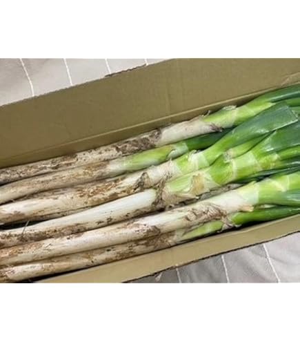 Amazon.co.jp: 長ねぎ 業務用 約15kg（5kg×3箱）約120本 Lサイズ｜中国